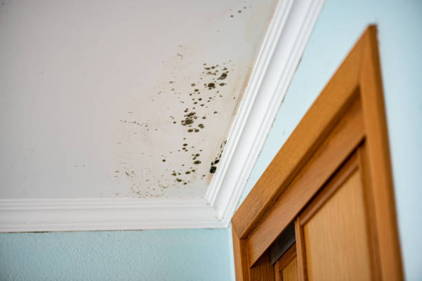 Best Post-Flood Mold Remediation in Indian Head Park, IL