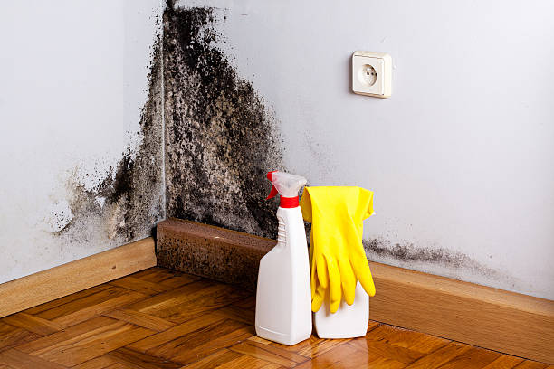 Professional Mold Remediation in Indian Head Park, IL